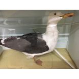 Taxidermy interest, glazed and case sea gull