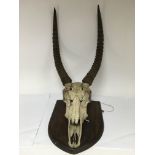 A pair of mounted ibex horns.