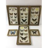 Six framed and glazed cases of butterflies.