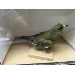 Taxidermy intrest, a glazed greenfinch, glazed rob