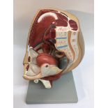 An anatomical model of a womb.Approximately 30cm h