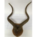 A pair of mounted horns.