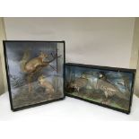 Taxidermy. A cased pair of squirrels and a cased p