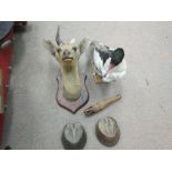 A collection of taxidermy items to include a deers