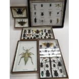 A collection of cased insects for display.