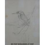 Gordon Beningfield pencil drawing of a kingfisher, monogrammed lower left,