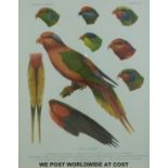 Four ornithological studies of parakeets, all named in Latin script and numbered,