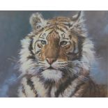 Silvia Duran print of a tiger 'Tara',