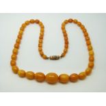 An amber necklace of 53 graduated ovoid egg yolk coloured beads, the largest approximately 14x11mm,
