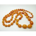 An amber necklace of 65 graduated ovoid egg yolk coloured beads, the largest approximately 22x18mm,