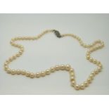 A single strand of pearls with marcasite clasp