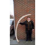 An old whale's rib bone, 206cm wide.