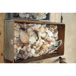 A collection of exotic shells, crystals, mineral and rock specimens.