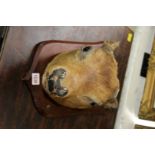 Taxidermy: a deer head and a fox head, each on a shield plaque, (a.f.).