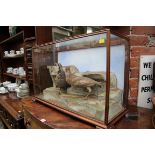 Taxidermy: a brace of partridge, in a glazed case, 47.5cm high x 72cm wide.