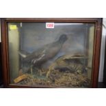 Taxidermy: a pair of Moorhens, in a glazed case,