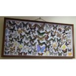 Taxidermy: a framed display of butterflies and moths, circa 1950s, 58 x 119cm.