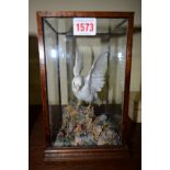 Taxidermy: an albino hawfinch, in a glazed oak case, 23cm high.