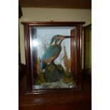 Taxidermy: a Kingfisher, in a glazed oak case, 21.5cm high.