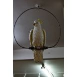A Continental porcelain cockatoo, 48cm high, on swing mount, (chip to crest).