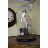 Taxidermy: a barn owl, under a glass dome, total height 46cm.