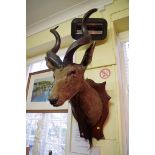 Taxidermy: an antelope head, on stained wood shield.