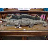 Taxidermy: a Caiman crocodile, 83cm long.