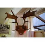 Taxidermy: a pair of fallow deer antlers.