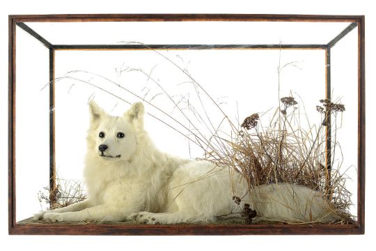 Taxidermy: A large white dog in glass case by Rowland Wardearly 20th century53cm.; 21ins high by