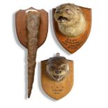 Natural History: Two mounted Otter heads on shields bearing dates (19)29 and 1934 by F Bartlett