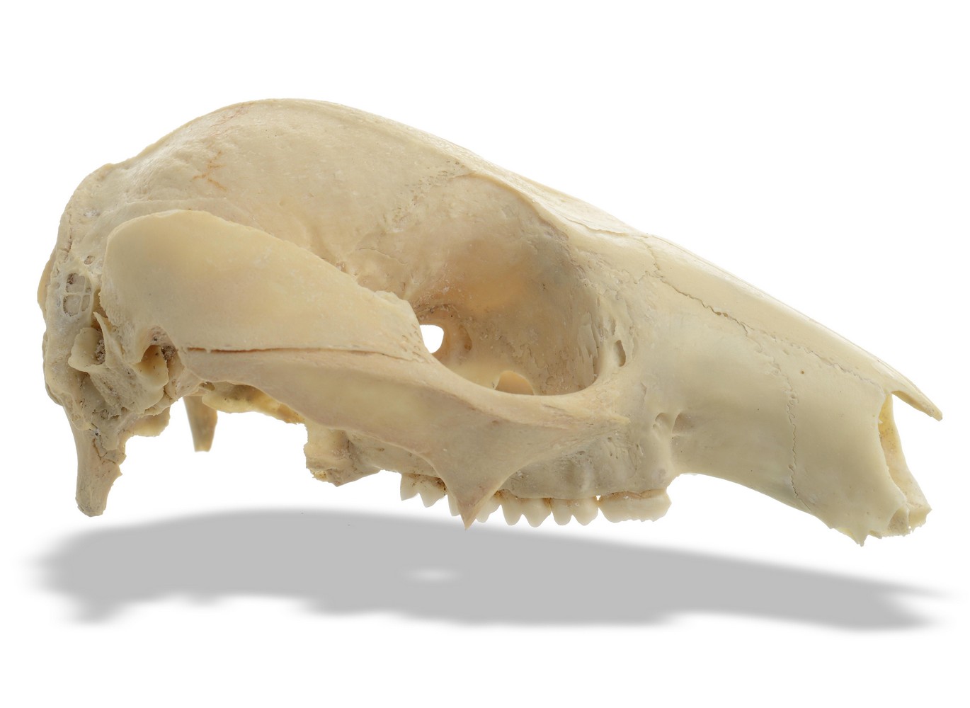 Natural History: A Quokka skull Western Australia, early 20th centurylacking lower jaw9cm.; 3½ins - Image 2 of 2