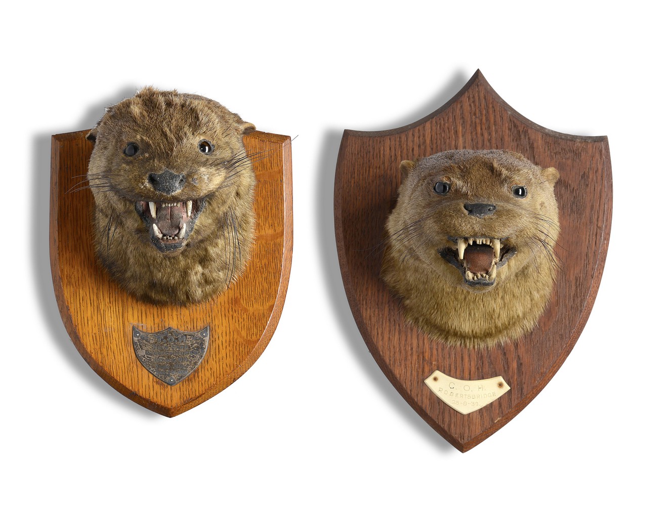 Natural History: Two Otter trophies on shieldsearly 20th centurythe larger 29cm.; 12ins high