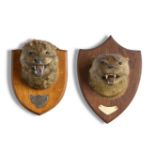 Natural History: Two Otter trophies on shieldsearly 20th centurythe larger 29cm.; 12ins high