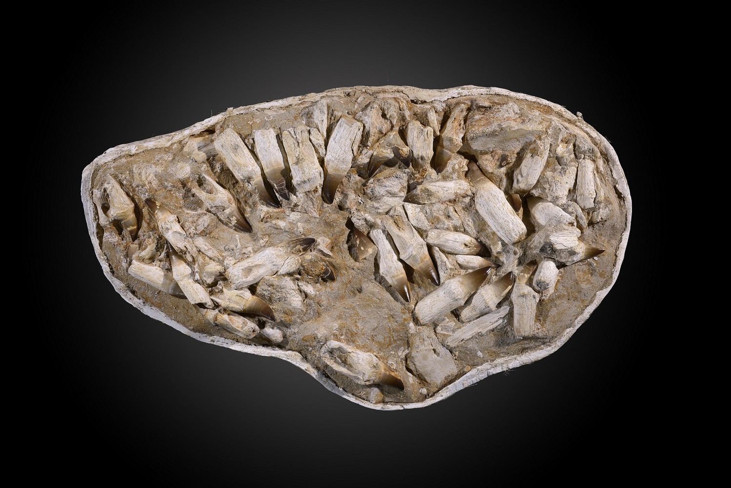 Natural History: A very large Mosasaur tooth plateMoroccan, Upper Cretaceous58cm.; 23ins by 97cm.;