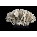 Mineral: A massive Coral specimen (Stylophora pistillata)Solomon Islandson anodised aluminium