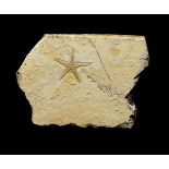 Natural History: A Starfish plaqueSolnhofen, Germany20cm.; 8ins by 13cm.; 5ins