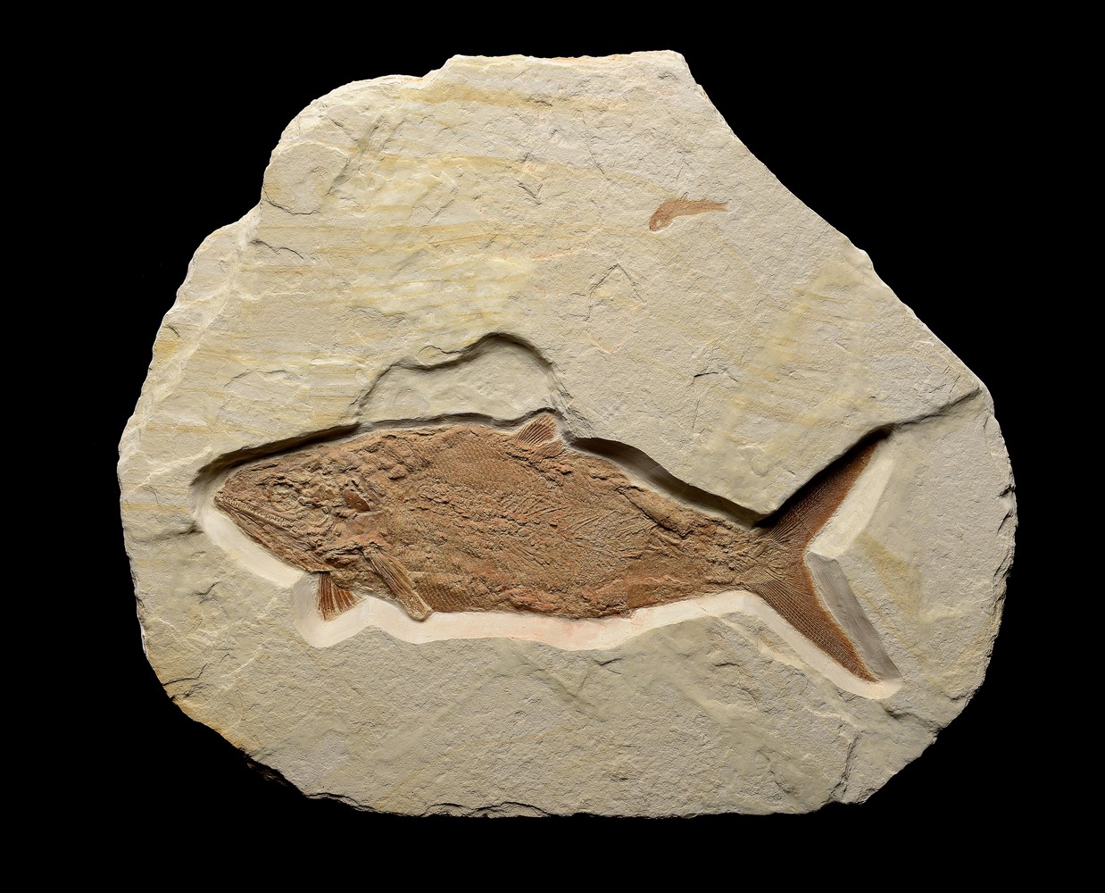 Natural History: A rare Caturus Farcutus fossil fish Painten, Germany, Lower Jurassic 54cm.; 21ins