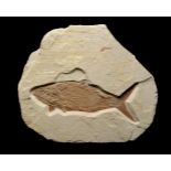 Natural History: A rare Caturus Farcutus fossil fish Painten, Germany, Lower Jurassic 54cm.; 21ins