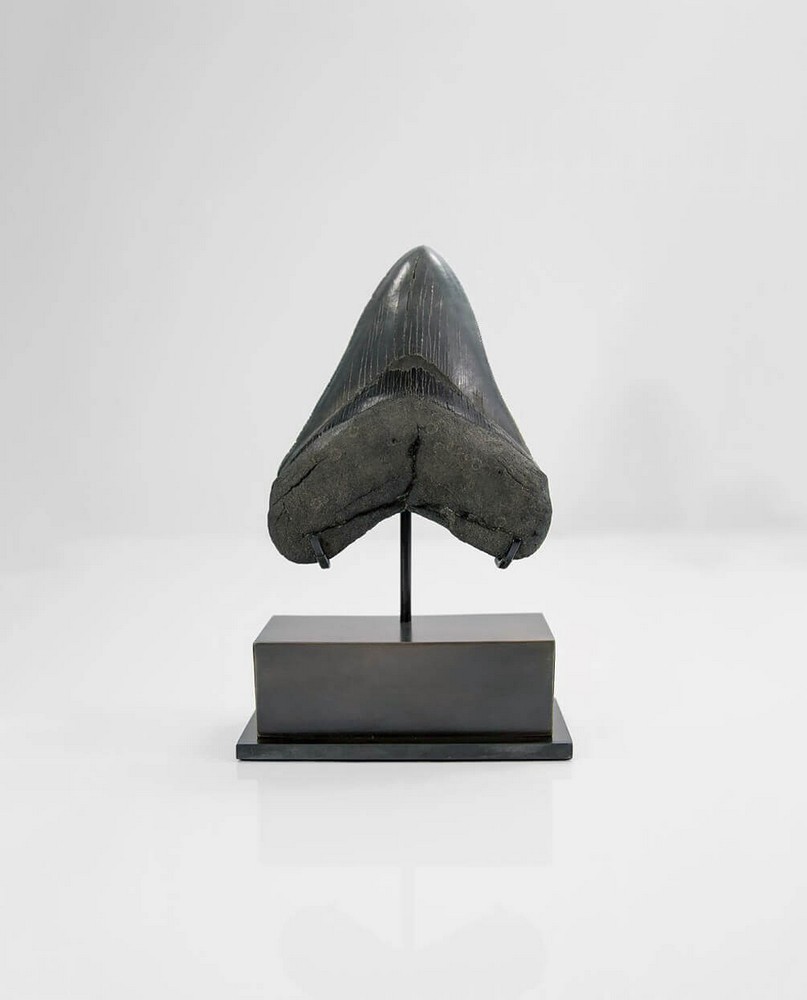 Natural History: A large and good Megalodon tooth U.S.A , Miocene3cm.; 5ins