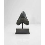 Natural History: A large and good Megalodon tooth U.S.A , Miocene3cm.; 5ins