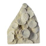 Natural History: A Pecten (Clamys Latissima) and Echinoid plaqueSouthern France, Miocene74cm.; 29ins