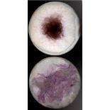 Mineral: A pair of open Amethyst spheresBrazil13cm.; 5ins diameter