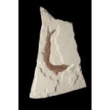 Natural History: A rare Aspidorhynchus fishPainten, Germany, Lower Jurassic74cm.; 29ins wide