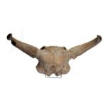 Natural History: A prehistoric partial Bison skullPleistocene, Serbiaon metal stand86cm.; 34ins