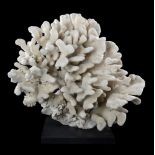 Mineral: A massive Coral specimen (Pocillopora eydouxi)Solomon Islandson anodised aluminium