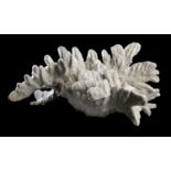 Mineral: A coral specimenSolomon Islands58cm.; 23ins high by 94cm.; 37ins high With A10