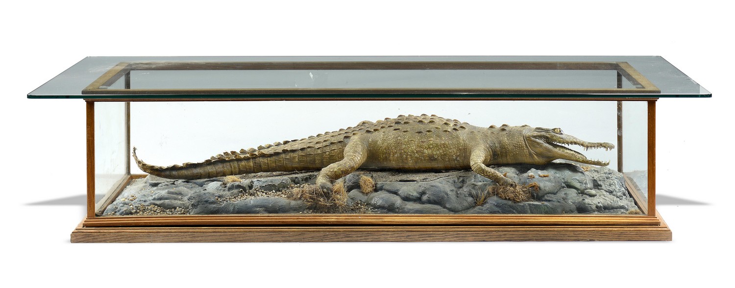 Taxidermy: A glass topped low table with full mount Crocodilemid 20th century163cm.; 64ins by