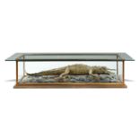 Taxidermy: A glass topped low table with full mount Crocodilemid 20th century163cm.; 64ins by