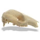 Natural History: A Quokka skull Western Australia, early 20th centurylacking lower jaw9cm.; 3½ins