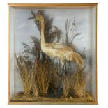 Taxidermy: An important case containing an immature specimen of the very rare Whooping crane (Grus